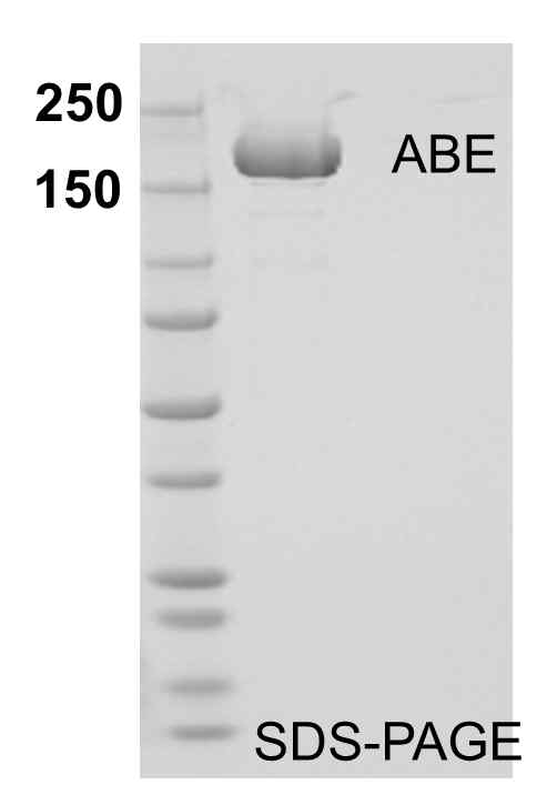 인간 세포주에서 발현 후 정자한 베이스 에디터 단백질 (ABE)