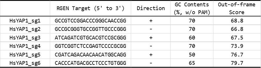 인간 YAP1 유전자 표적 gRNA 디자인