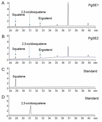 Erg1 이스트 돌연변이체에 2개의 인삼 squalene epoxidase (PgSE1 및 PgSE2)유전자를 도입시킨 다음 이스트에서 물질 변화 및 생성을 조사함. A: PgSE1유전자가 도입인 erg1 이스트. B: PgSE2유전자가 도입된 erg1 이스트. C-D: Squalene, 2,3-oxidosqualene 표준품 GC 분석 결과