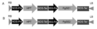 PgSE1과 PgSE2유전자 과잉발현을 위한 형질전환 벡터 제작