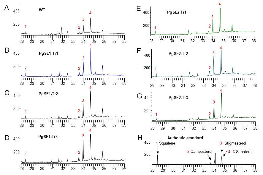 인삼 PgSE1 및 PgSE2 유전자가 과잉발현된 인삼 형질전환 라인에서 squalene 및 phytosterol의 GC 분석결과