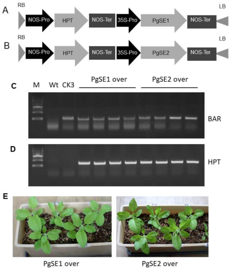 인삼 사포닌 합성관련 유전자 (dammarenediol-II synthase + CYP716A47 + UGT72A28)가 도입된 형질전환 담배에 인삼 squalene epoxidase 2개의 유전자 (PgSE1 및 PgSE2)를 추가로 도입하기 위한 벡터 (A-B), 형질전환체의 도입 유전자 확인 (C-D), 및 형질전환체 (E)