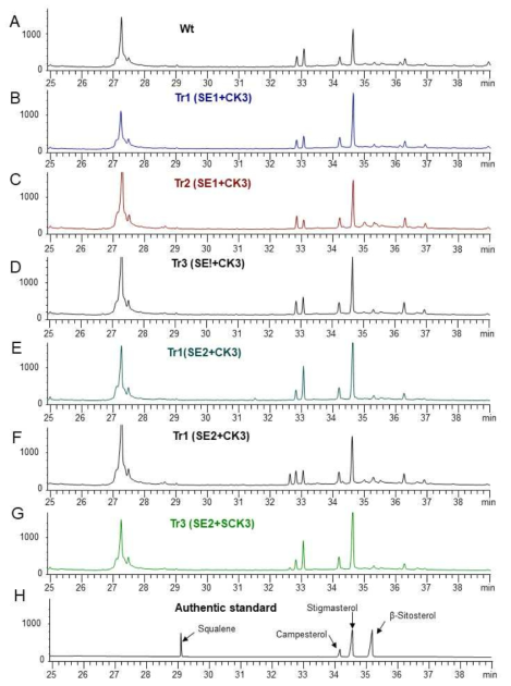 Compound K를 생산하는 형질전환 담배에 인삼 PgSE1 및 PgSE2 유전자를 추가적으로 과잉발현시킨 담배의 잎에서 phytosterol 생성의 GC 분석 결과