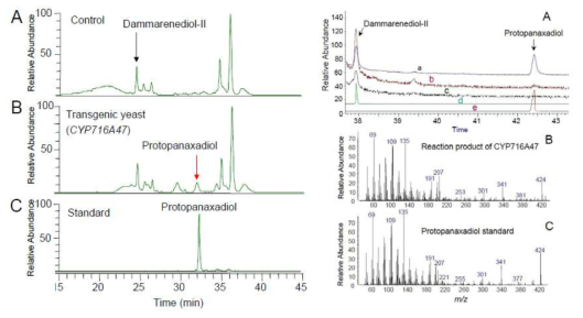 인삼 CYP716A47유전자가 protopanaxadiol합성 유전자라는 것을 이스트 발현을 통해 최초로 확인 (Han et al. 2011)