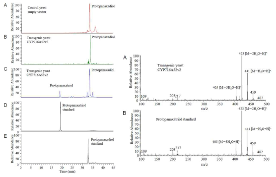 인삼 CYP716A53v2유전자가 protopanaxatriol합성 유전자임을 이스트에 발현을 통해서 세계 최초로 밝힘 (Han et al. 2012)