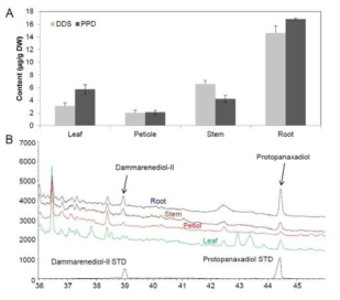 인삼 dammarnediol-II synthase와 CYP716A47 (protopanaxadiol synthase)가 과잉발현된 담배 배양세포에서 dammarenediol-II 및 protopanaxadiol의 생산을 확인 (Chun et al. 2015)