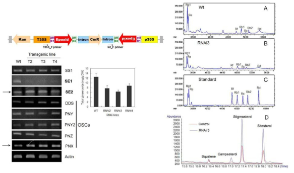 PgSE1유전자를 RNA interference 기술을 이용하여 발현을 억제 시킨 경우 PgSE2유전자는 오히려 증가됨을 확인함 (왼쪽). PgSE1 RNAi 인삼 형질전환 라인을 분석한 결과 사포닌은 감소되었지만 스테롤이 합성이 증대됨을 확인 (오른쪽) (Han et al. 2010)