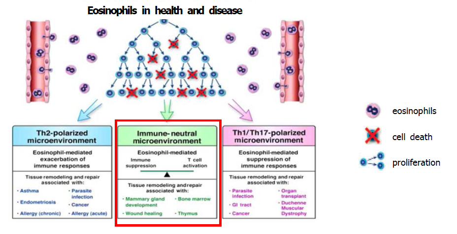 Role of eosinophils in health and disease