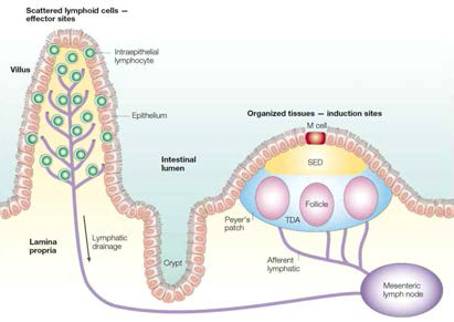 Schematic representation of the intestinal immune system