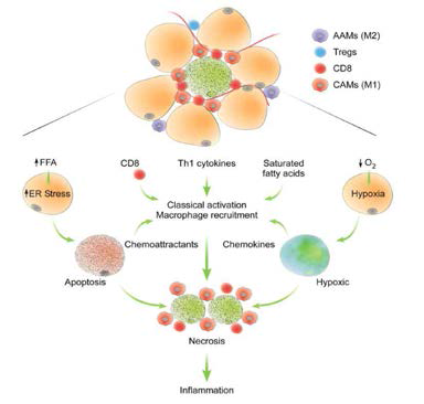 Cellular mediators of inflammation and immunity in obesity