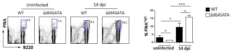 정상과 △dblGATA마우스에서 T. spiralis 감염 14일 후 파이어판의 PNA 양성 세포 분획