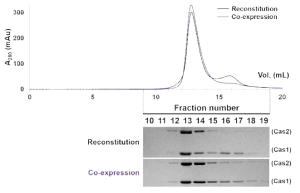 Reconstitution 및 Co-expression 방법을 이용한 Cas1-Cas2 복합체의 생산