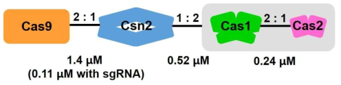 Cas9 ‘유전자 가위’와 Cas 단백질들 간의 상호작용 네트워크와 정량적 분석