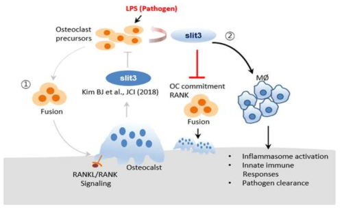 연구개요 및 모델 (염증환경 하에 대식세포의 활성 및 분화능을 조절하는 SLIT3의 역할 및 기능 제시)
