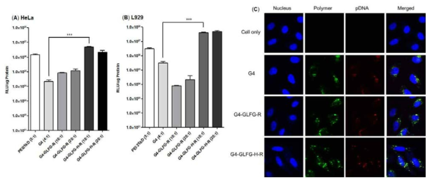 HeLa, L929 세포주를 이용한 세포내 유전자 전달율과 공초점현미경에서의 G4-GLFG-H-R의 세포 내 분포도 결과