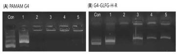 G4-GLFG-H-R의 효소 카뎁신 B에 의한 플라스미드 DNA의 방출 결과