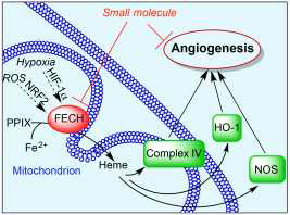Model of major hypotheses. ROS, reactive oxygen species; PPIX, protoporphyrin IX; NOS, nitric oxide synthases 1-3; HO-1, hemoxygenase 1
