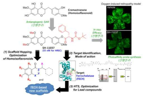 연구추진 개요(homoisoflavonoid 구조최적화, 타겟단백질 FECH의 기전연구 및 저해제 개발)