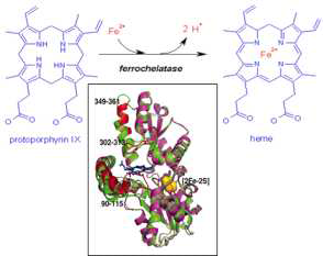 human ferrochelatase에 의한 heme 합성