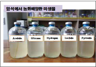 지하심부 암석에 존재하는 혐기성 미생물 배양