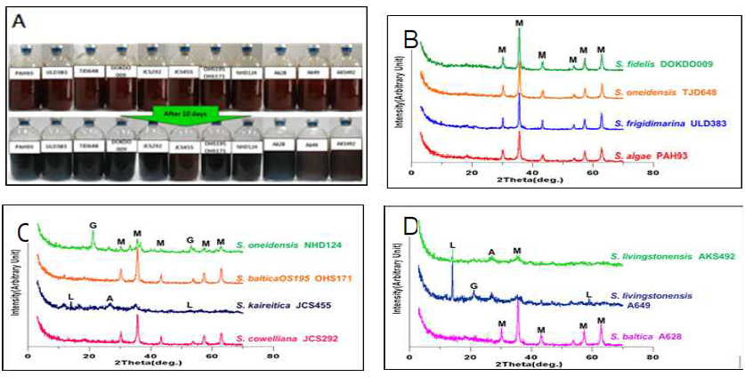 반응초기와 후기의 색변화(A), 다양한 Shewanella 종에 의해 형성된 광물들의 XRD 분석결과: 한국분리군(B), 일본분리군(C), 극지분리군(D) G: goethite, L:lepidocrocite, M: Magnetite