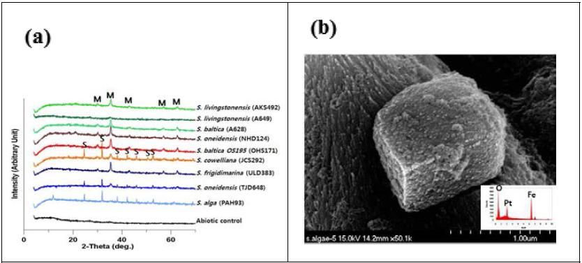 다양한 Shewanella 종의 akaganeite 환원에 의해 형성된 자철석과 능철석의 XRD 분석 결과(a) 및 능철석의 SEM-EDS 분석 결과(b)