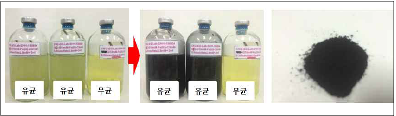 갯벌 미생물을 이용하여 합성한 생나노 결정질 황화철 형성 실험 사진 및 진공동결건조된 생나노 황화철(우)