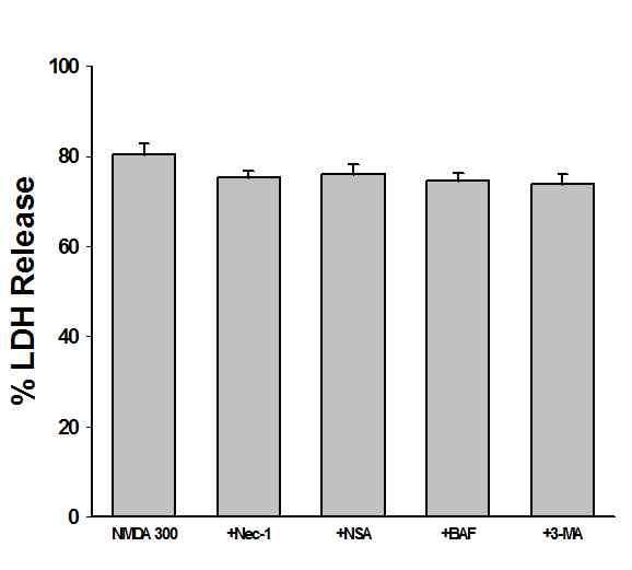 Effects of 30 min post-treatment with necrostatin-1 (Nec-1), necrosulfonamide (NSA), bafilomycin A (BAF) and 3-methyladenin (3-MA) on the 5 min exposure to 300 μM NMDA-induced death in mixed cortical cultures. Each column and vertical bar represent the mean±SEM from 4-8 wells
