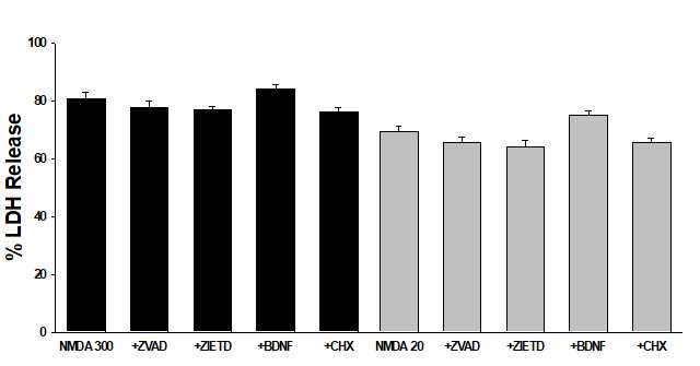 Effects of pretreatment with zVAD-fmk (ZVAD), ZIETD, BDNF and cycloheximide (CHX) on the 5 min exposure to 300 μM NMDA-and 24 hr exposure to 20 μM NMDA-induced death in mixed cortical cultures. Each column and vertical bar represent the meanα±SEM from 8-12 wells