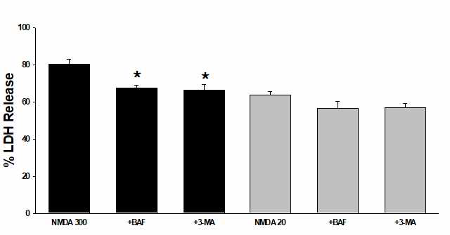 Effects of pretreatment with bafilomycin A (BAF) and 3-methyladenin (3-MA) on the 5 min exposure to 300 μM NMDA- and 24 hr exposure to 20 μM NMDA-induced death in mixed cortical cultures. Each column and vertical bar represent the meanα±SEM from 4-8 wells. *; Significantly different from corresponding NMDA treatment (p<0.05)