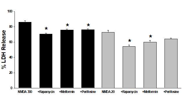 Effects of pretreatment with rapamycin, metformin and perifosine on the 5 min exposure to 300 μM NMDA- and 24 hr exposure to 20 μM NMDA-induced death in mixed cortical cultures. Each column and vertical bar represent the meanα±SEM from 4-8 wells. *; Significantly different from corresponding NMDA treatment (p<0.05)