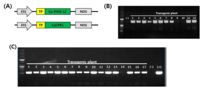 엽록체 targeting P450, CPR protein 제작. (A): 엽록체 targeting 식물 발현 벡터 모식도, (B): 엽록체 targeting Ca-CPR1 담배 형질전환 확인 (C): 엽록체 targeting Ca-P450-12 담배 형질전환 확인