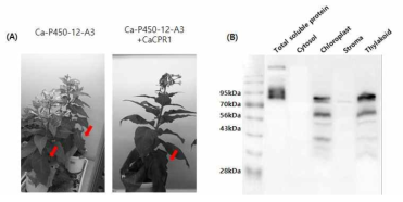 엽록체 targeting P450, CPR protein 제작. (A): Ca-P450-12-A3 형질전환체와 엽록체 targeting Ca-P450-12-A3, Ca-CPR1 형질전환체의 표현형 분석, (B): 엽록체 targeting 형질전환체의 immunoblotting