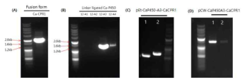 P450-CPR fusion을 위한 유전자 분리 A: Fusion form Ca-CPR1 유전자의 PCR 밴드 사진, B: Linker ligation을 위한 Ca-P450-12 유전자들의 PCR 밴드사진 C: 대장균 발현 벡터 pET에 P450-CPR fusion protein cloning D: 대장균 발현 벡터 pCW에 P450-CPR fusion protein cloning