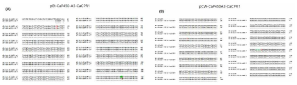 식물 P450-CPR fusion protein 대장균 발현벡터 시퀀싱 분석 Ca-P450: 고추 P450, Ca-CPR: 고추 P450 reductase