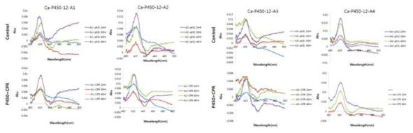 식물 P450, CPR 공동 발현 CO spectral assay. Ca-P450: 고추 P450, Ca-CPR: 고추 P450 reductase