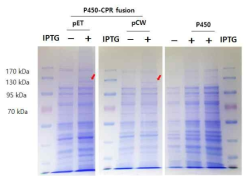 식물 P450-CPR fusion protein과 P450의 발현 분석