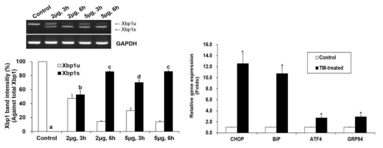 Tunicamycin (TM)으로 처리한 돼지 체세포의 Xbp1 mRNA(좌) 와 ER stress-associated genes(우) 발현(means±SEM). *, a-c P<0.05