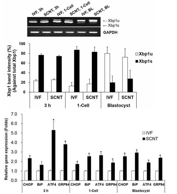 돼지 체세포핵이식(SCNT)란과 체외수정(IVF)란의 ER stress 유전자 발현(상: Xbp1 mRNA, 하: ER stress-associated genes) (means±SEM). *P<0.05