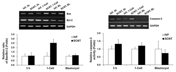 돼지 체세포핵이식(SCNT)란과 체외수정(IVF)란의 apoptotic genes 발현(means±SEM)