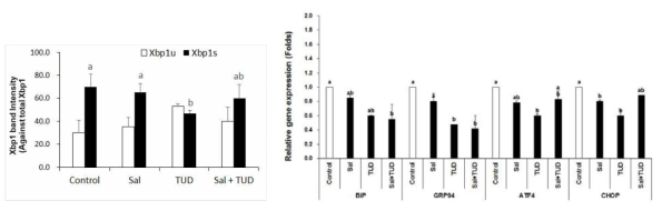 1세포기 SCNT란의 Xbp1 splicing and ER stress-related gens expressions (means±SEM). a-b P<0.05