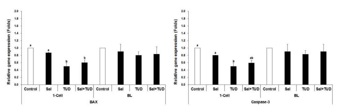 1세포기 SCNT란의 Apoptotic gene expressions (means±SEM). a-b P<0.05