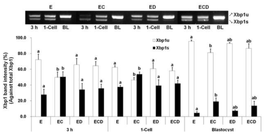 돼지 단위발생란의 활성화처리방법에 따른 Xbp1 mRNA 발현 E, 전기자극; EC, E+A23187; ED, E+DMAP; ECD, EC+DMAP. a-bP<0.05