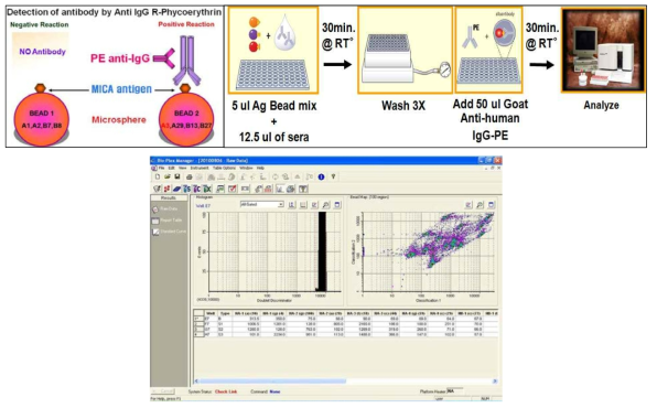 MICA 및 MICB 항체반응검사 진행과정