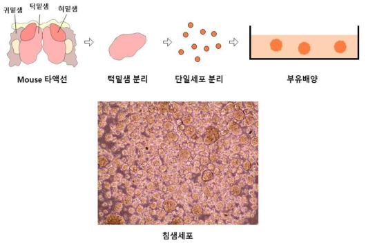 마우스 턱밑샘 유래 침샘세포 분리 및 부유배양
