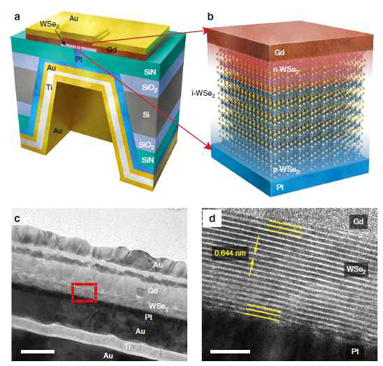 (a) Gd-WSe2-Pt p-i-n 수직형 diode 구조. (b) WSe2 접합면을 Gd 전극은 n-type 도핑, Pt 전극은 p-type 도핑하는 효과를 준 다. (c, d) Gd 전극의 고해상도 TEM 사진