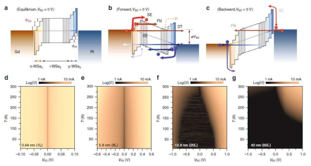 Gd-WSe2-Pt p-i-n 수직형 diode 에서 일어나는 터널링 mechanism. (a) Bias 전압(VSD)을 인가하지 않은 경우 (b) Foward bias를 인가한 경우. Schottky barrier가 낮아져서 Schottky emission에 의한 터널링이 잘 일어난다. (c) Backward bias를 인가한 경우. Schottky barrier가 높아져서 Schottky emission에 의한 터널링이 일어나기 어렵다. (d) WSe2가 단일층으로 된 경우 direct 터널링이 주된 mechanism이 된다. (e) WSe2가 9층으로 된 경우 Fowler-Nordheim direct 터널링이 주된 mechanism이 된다. (f, e) WSe2가 20층 또는 65층으로 된 경우 Schottky emission 터널링이 주된 mechanism이 된다. 따라서 온도 의존성이 잘 보인다