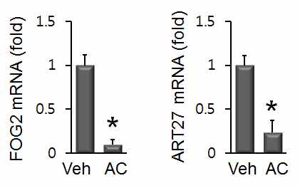 AC 처리에 의하여 gata의 억제제로 알려진 유전자가 감소하여, AC에 의한 gata4의 유도에 관여한 것으로 추정됨