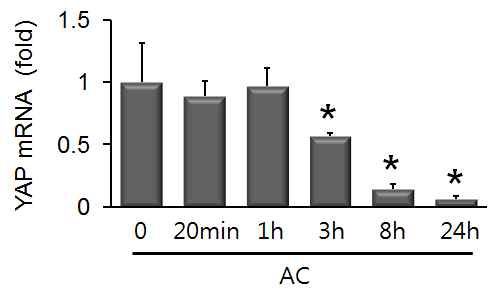 AC처리에 의해 YAP 유전자 발현이 시간별로 감소하였음