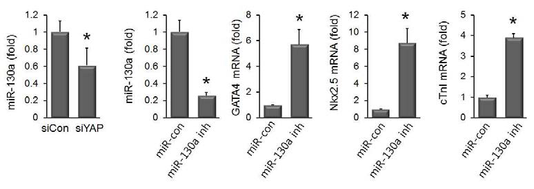 YAP저하와 동반되는 miR-130a의 감소가 심근특이 유전자의 발현을 유도함